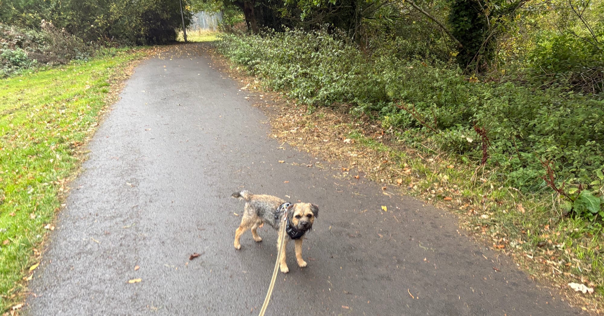River The Dog (a young border terrier) on a path with damp leaves, grass and hedges
