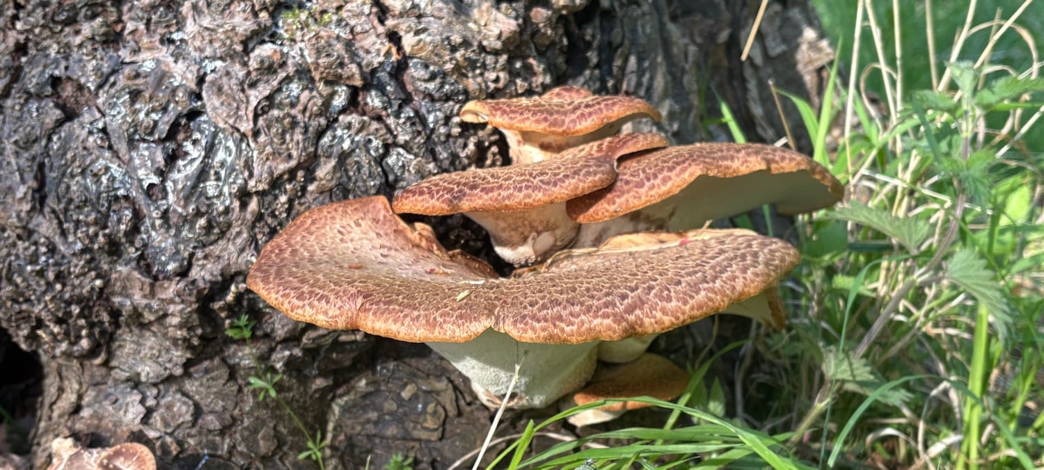 A large fungus on a tree trunk