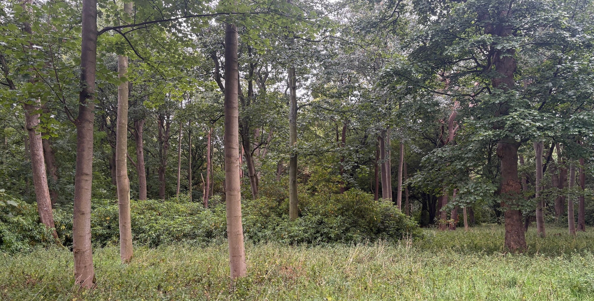 A picture of a slightly damp woodland