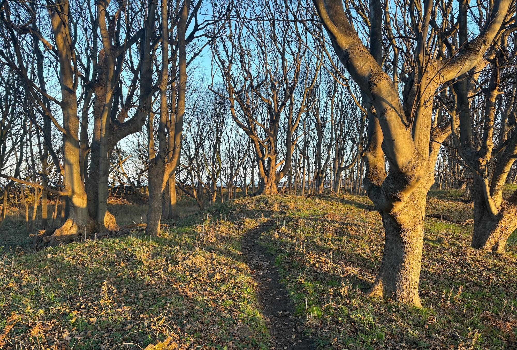 Autumn woodland lit by the morning sun.