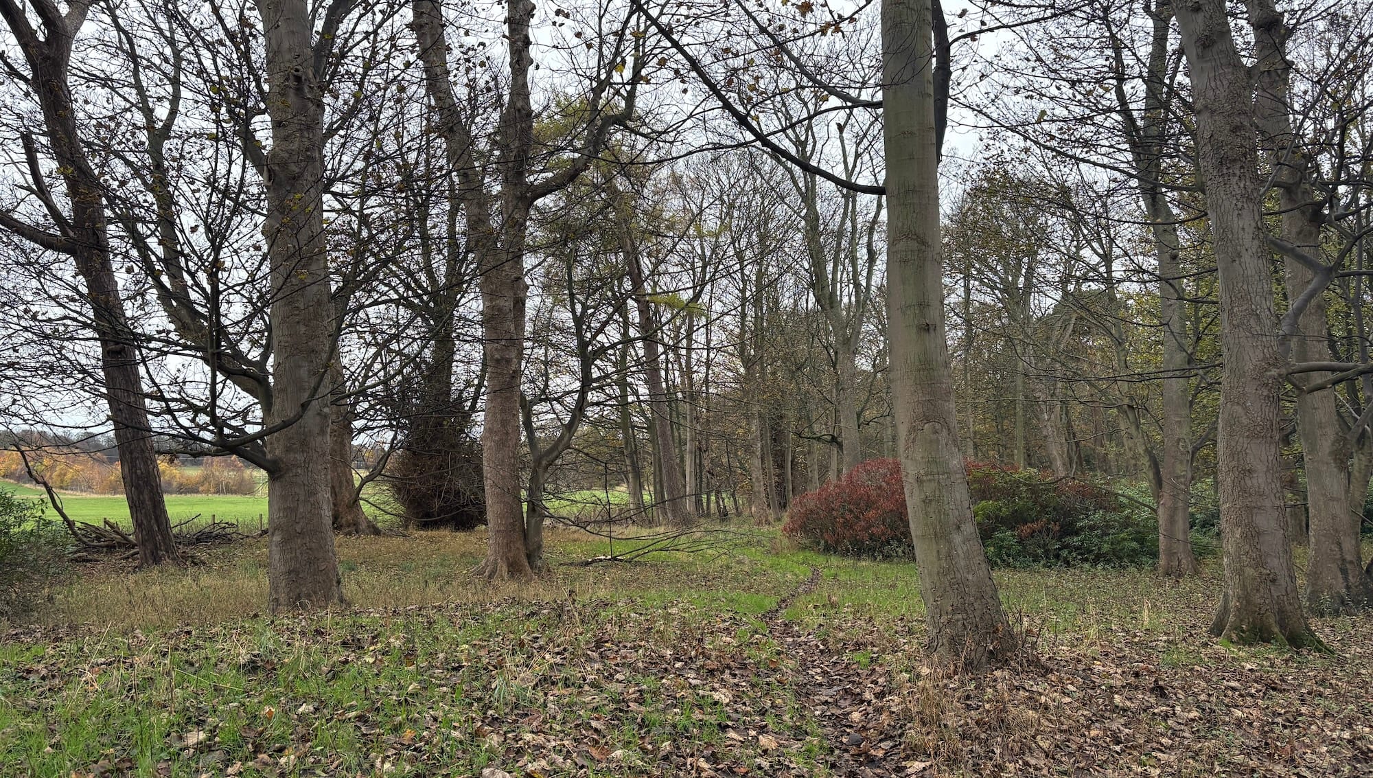Autumnal woodland with grey skies