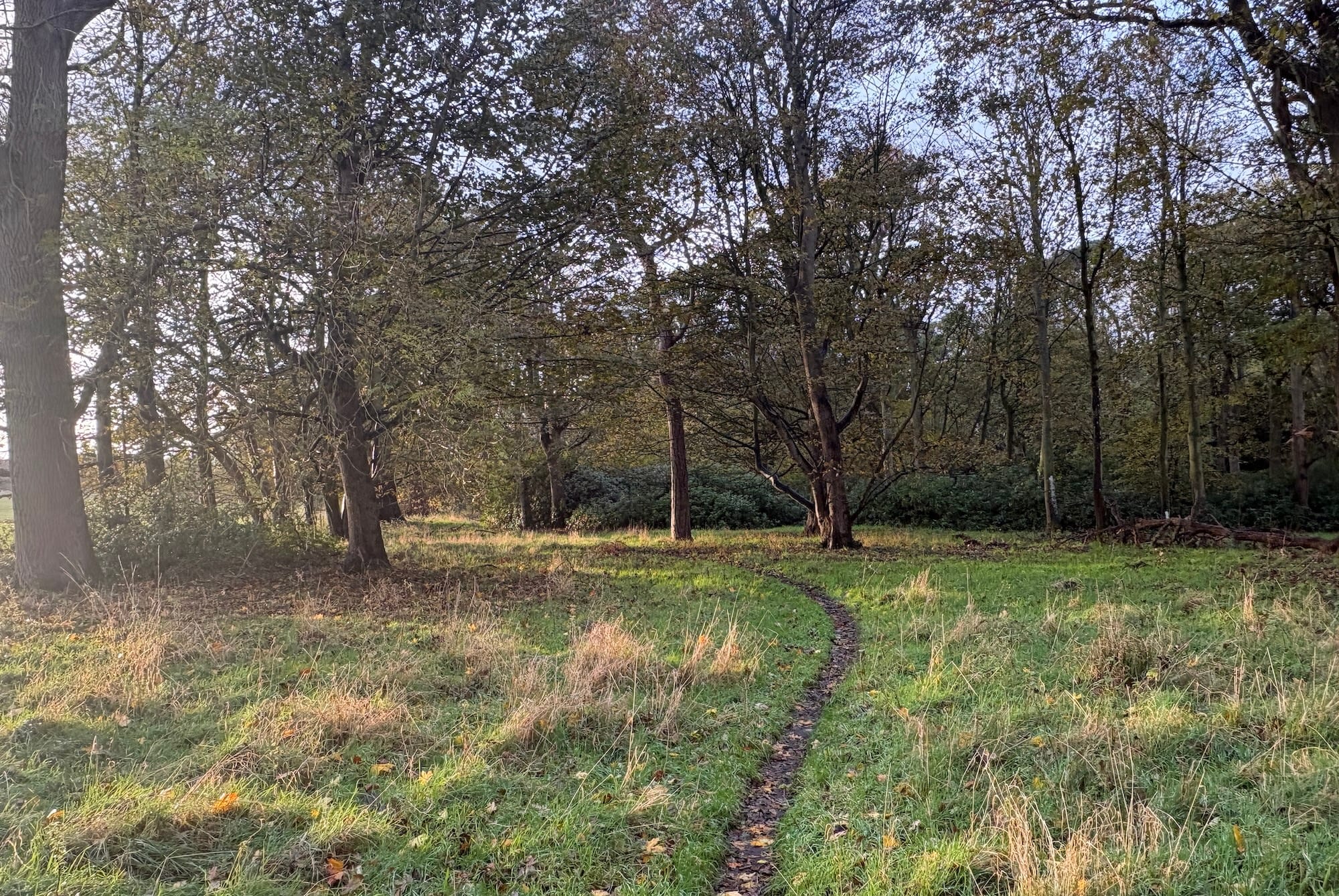 A path leading through woodland