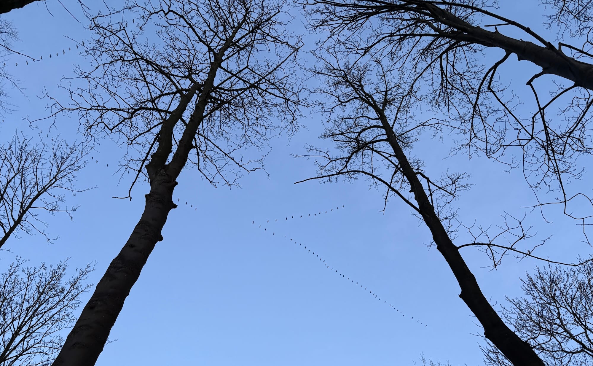 A shot of a winter sky with bare trees and geese flying in a V from right to left