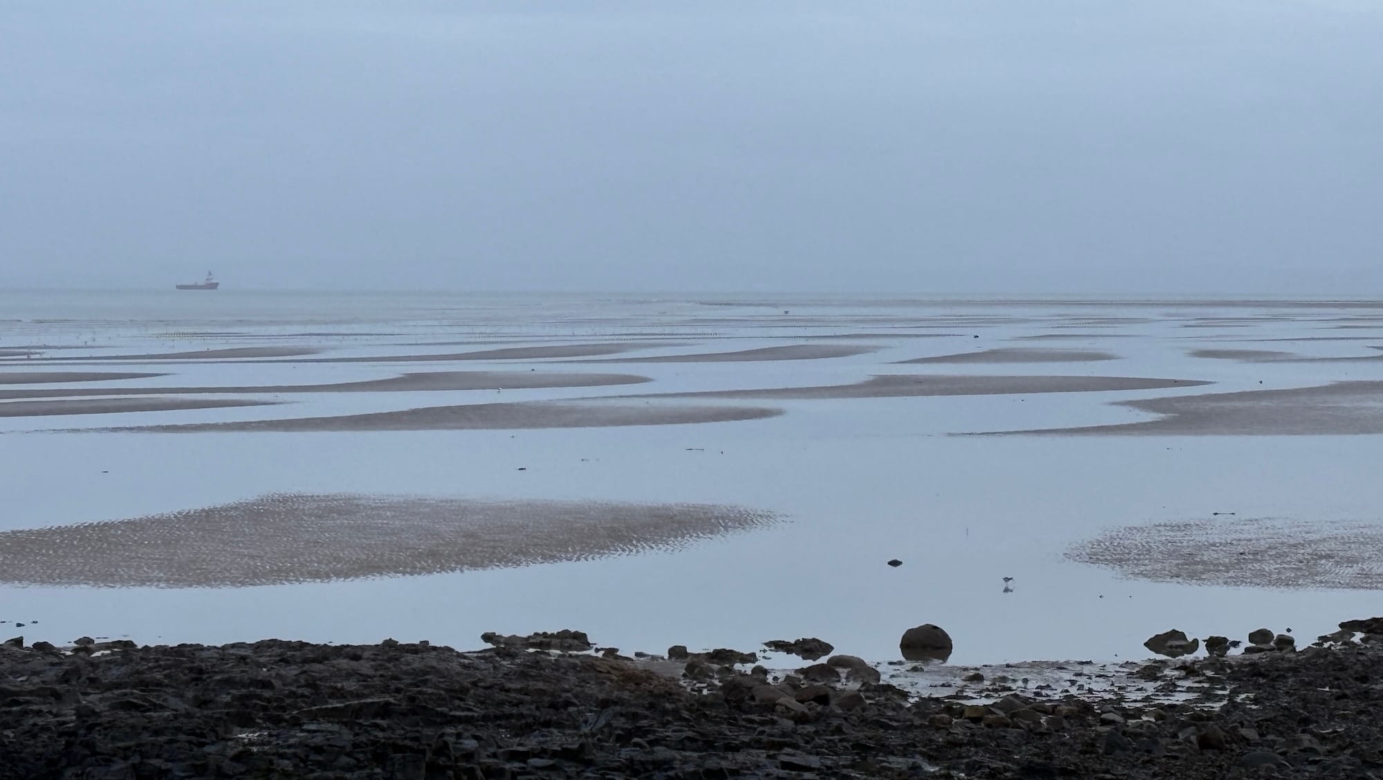 A hazy beach with pools of water and an oystercatcher, a ship in the distance