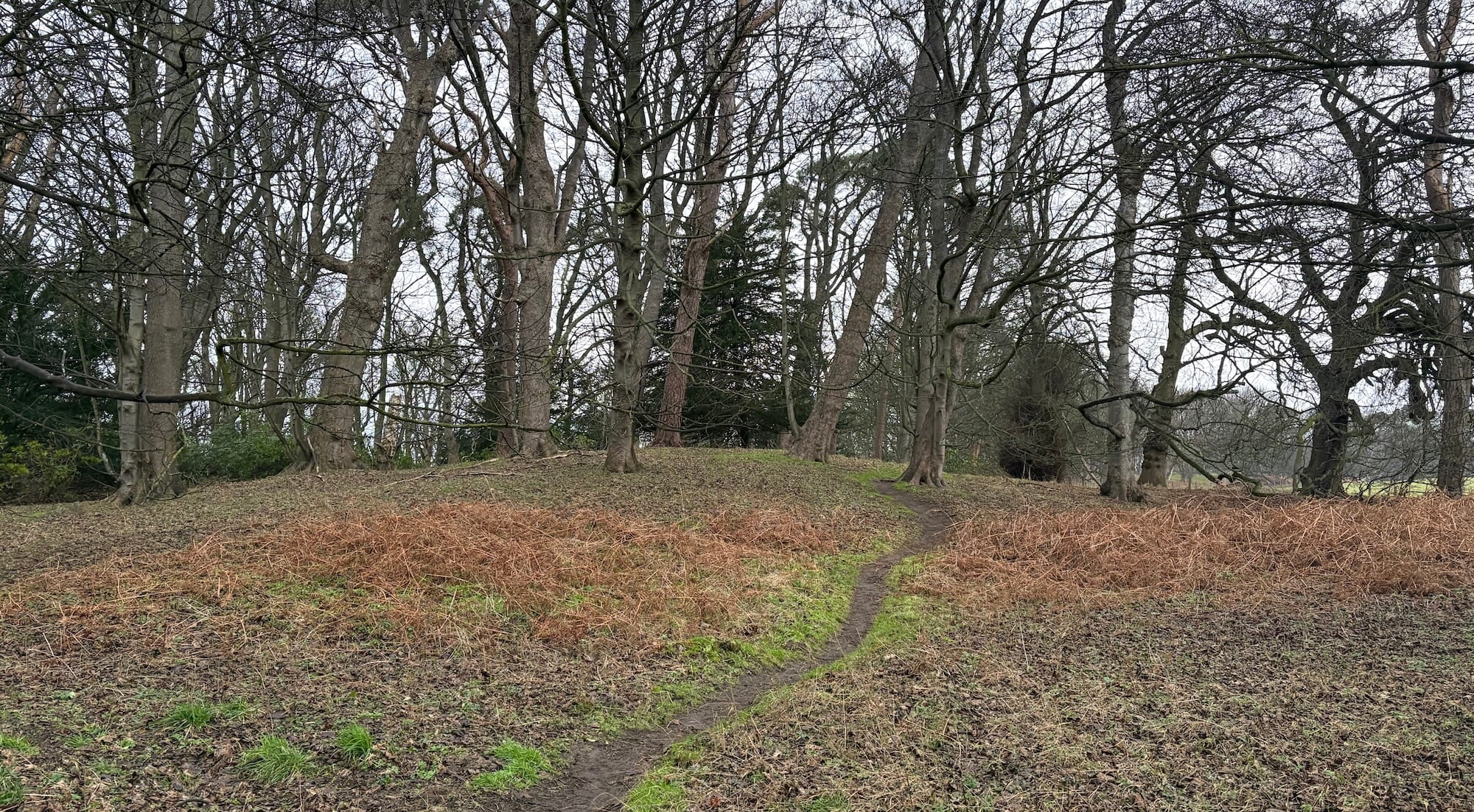 A path through woodland