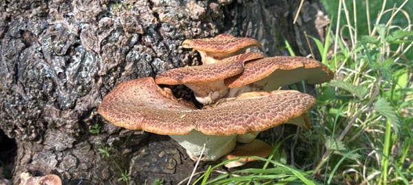 A large fungus on a tree trunk