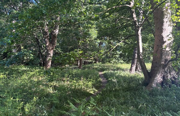 A path through a dense deciduous woodland