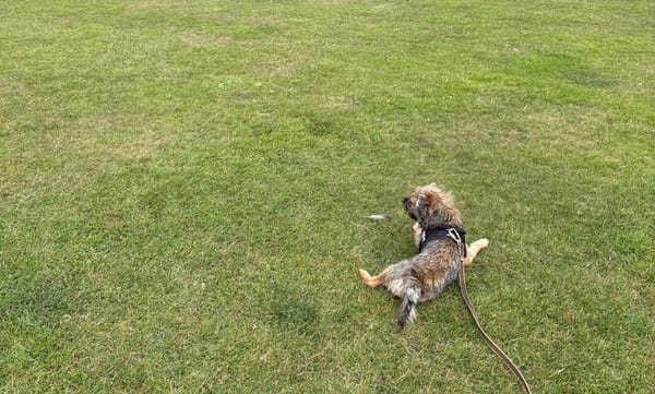 River the Dog, resting on some grass