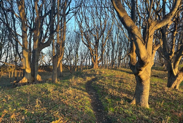 Autumn woodland lit by the morning sun.