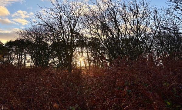 Sunlight through trees above autumnal bracken