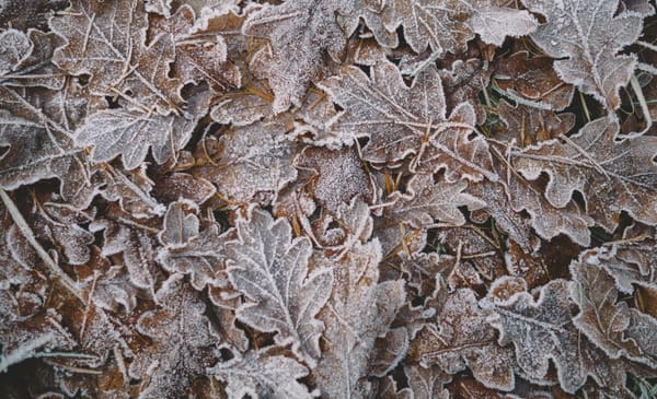 Daynote - Fri 21 Nov