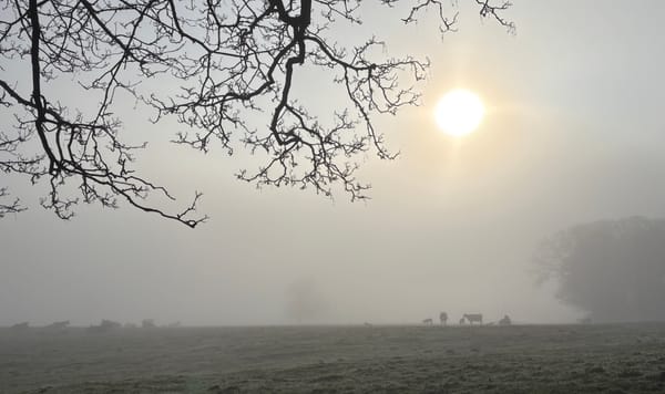 Foggy fields with cows, trees and branches overhead