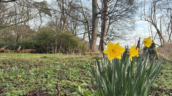 Daffodils in a wood