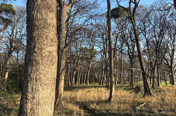 Sunlit woodland and blue sky